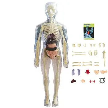 Otroci Anatomija Igrače 3D Človeško Telo Igrača Telo Anatomija Model Mehko, Človeško Telo Anatomija Lutka Realne Izmenljive Organ Kosti Zaslon
