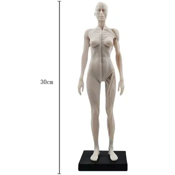 30 cm Ženski moški Anatomiji Slika Anatomski Model Anatomija Kosti Lobanje Medicinske Umetnik Risanje Manikin Zgibno Manekenka