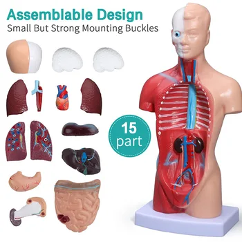 Medicinske Trupa Človeško Telo Model Anatomija Lutka 15 Odstranljive Dele Izobraževanja Organov Model za Poučevanje Študija Orodje