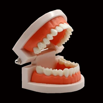 Zobni Model Praksi Typodont Zob Model Za Zobni Tehnik Usposabljanja Gumi Zobe Čeljusti Modeli Zobozdravnik Študij Poučevanje Izdelka