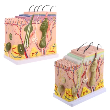 Dropship Človeško Kožo Modela Blok Razširjeni Plastičnih Anatomski Anatomijo Medicinske Učni Pripomoček